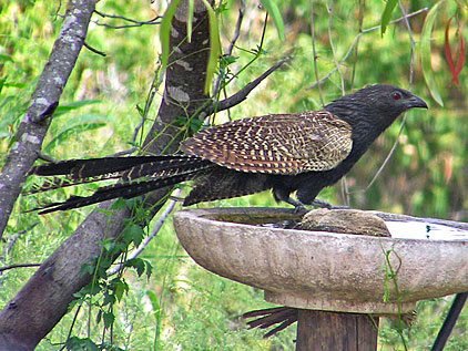 Pheasant Coucal