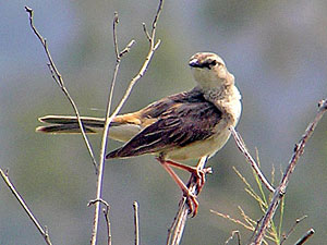 Rufous Songlark