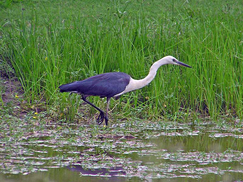 White-necked Heron