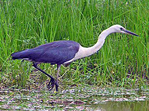 White-necked Heron