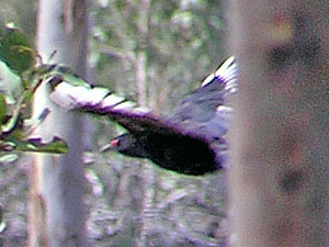 White-winged Chough