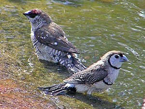 Plum-headed Finch and Double-barred Finch