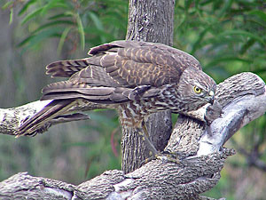 Brown Goshawk