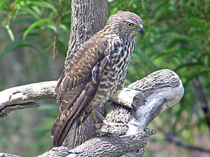 Brown Goshawk