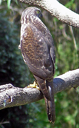 Brown Goshawk