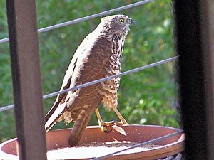 Collared Sparrowhawk