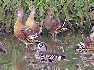 Pink-eard Duck with Plumed Whistling Ducks