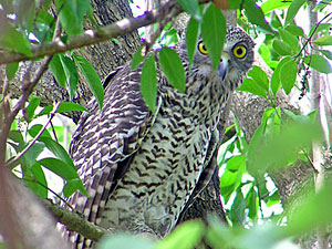 Powerful Owl