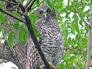 Powerful Owl