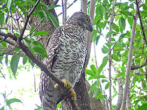 Powerful Owl