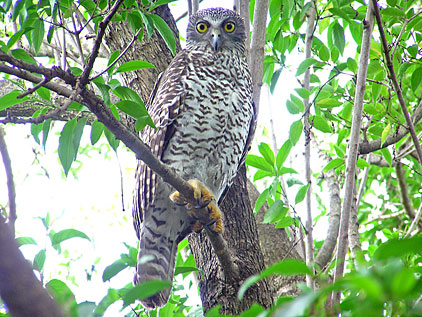 Powerful Owl