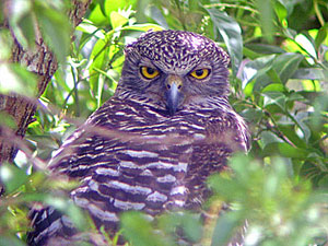 Powerful Owl