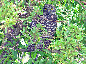 Powerful Owl