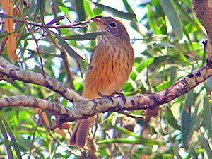 Rufous Whistler