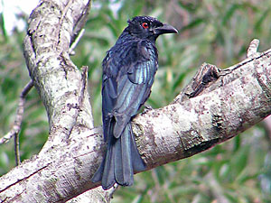 Spangled Drongo