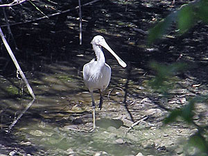 Yellow Spoonbill