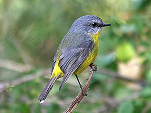 Eastern Yellow Robin