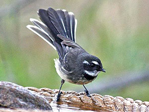 Grey Fantail