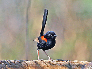 Red-backed Fairywren