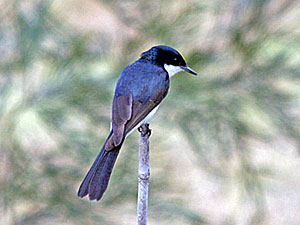 Restless Flycatcher