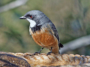 Rufous Whistler