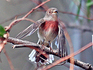 Young male Rose Robin?