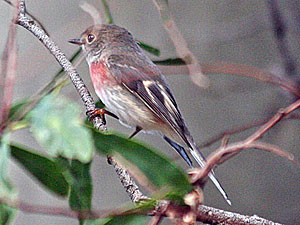 Young male Rose Robin?