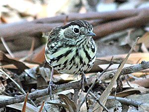 Speckled Warbler male