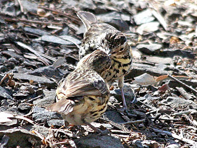 Speckled Warblers