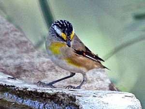 Striated Pardalote - race 'ornartus'