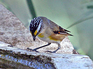 Striated Pardalote - race 'ornartus'