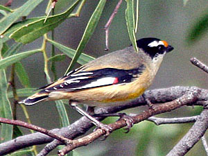 Striated Pardalote - race 'melanocephalus'