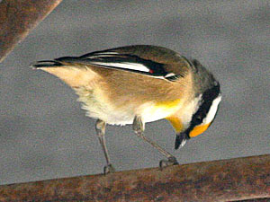 Striated Pardalote