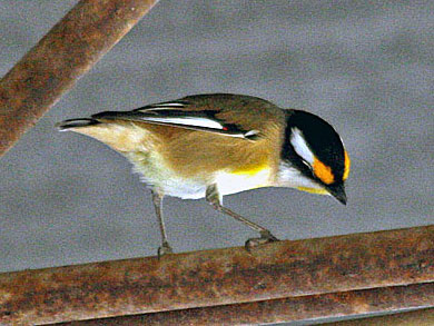 Striated Pardalote