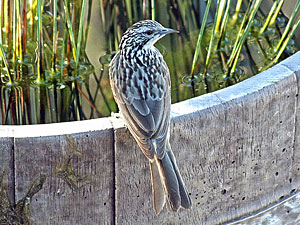 Striped Honeyeater