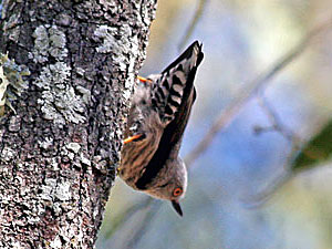 Varied Sittella