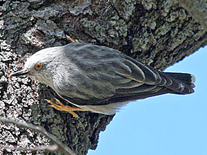 Varied Sittella