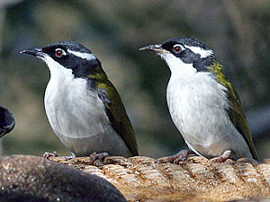 White-throated Honeyeaters