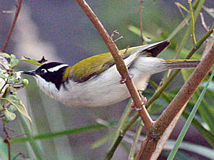 White-throated Honeyeater