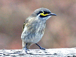 Yellow-faced Honeyeater