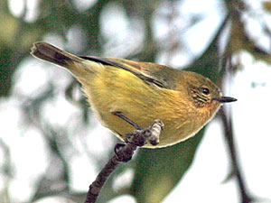 Yellow Thornbill