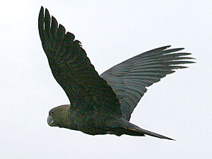 Glossy Black Cockatoo