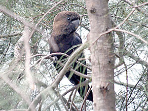 Glossy Black Cockatoo male