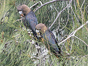 Glossy Black Cockatoo male and female