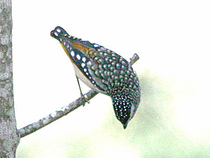 Spotted Pardalote