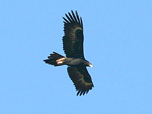 Wedge-tailed Eagle