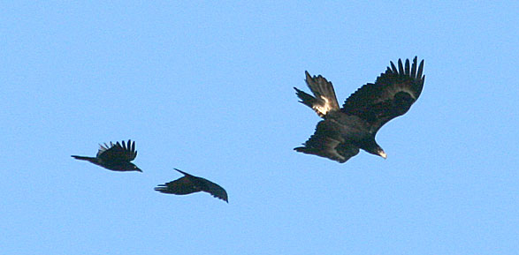Wedge-tailed Eagle and Torresian Crows