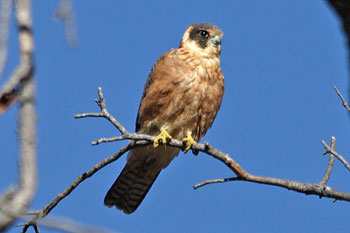 Australasian Hobby