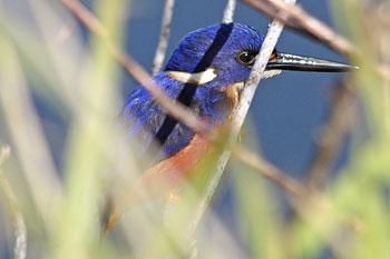 Azure Kingfisher