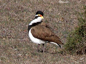 Banded Lapwing